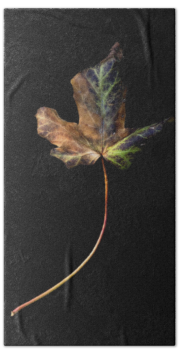 Leaf Bath Towel featuring the photograph Leaf 1 by David J Bookbinder