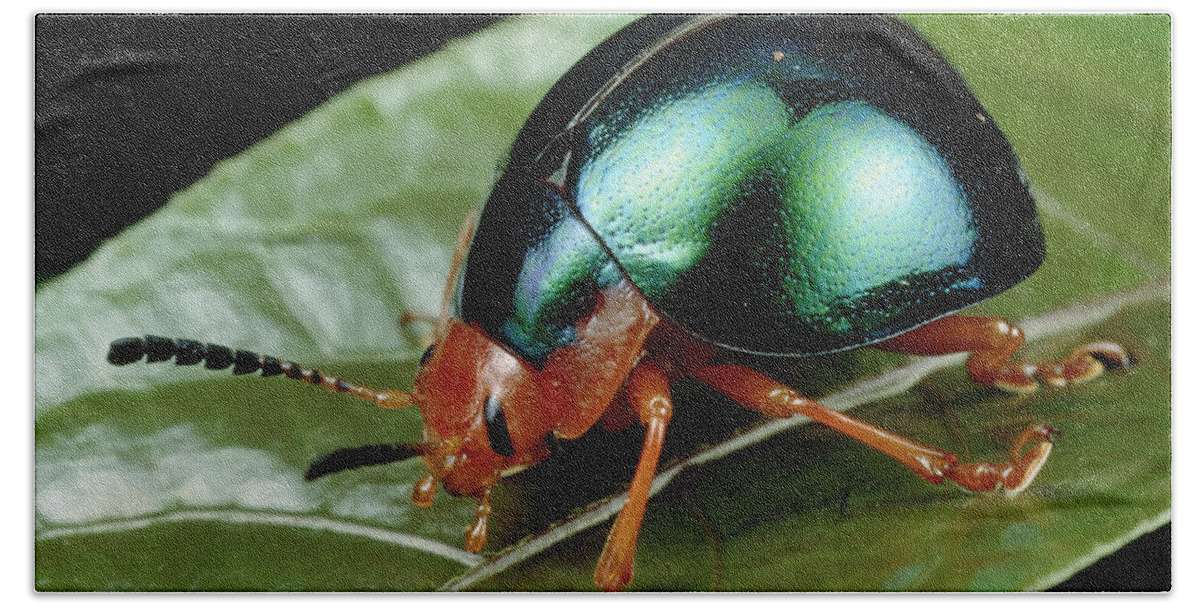 00126082 Bath Towel featuring the photograph Leaf Beetle from South Africa by Mark Moffett