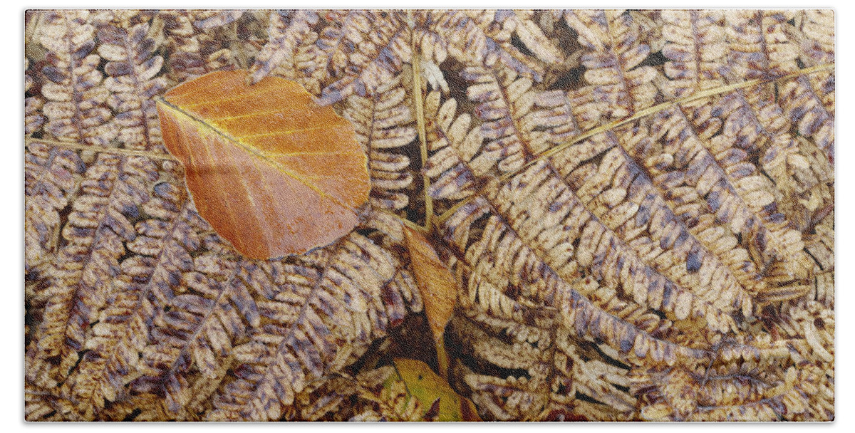 Autumn Bath Sheet featuring the photograph Leaf on the fern by Michal Boubin
