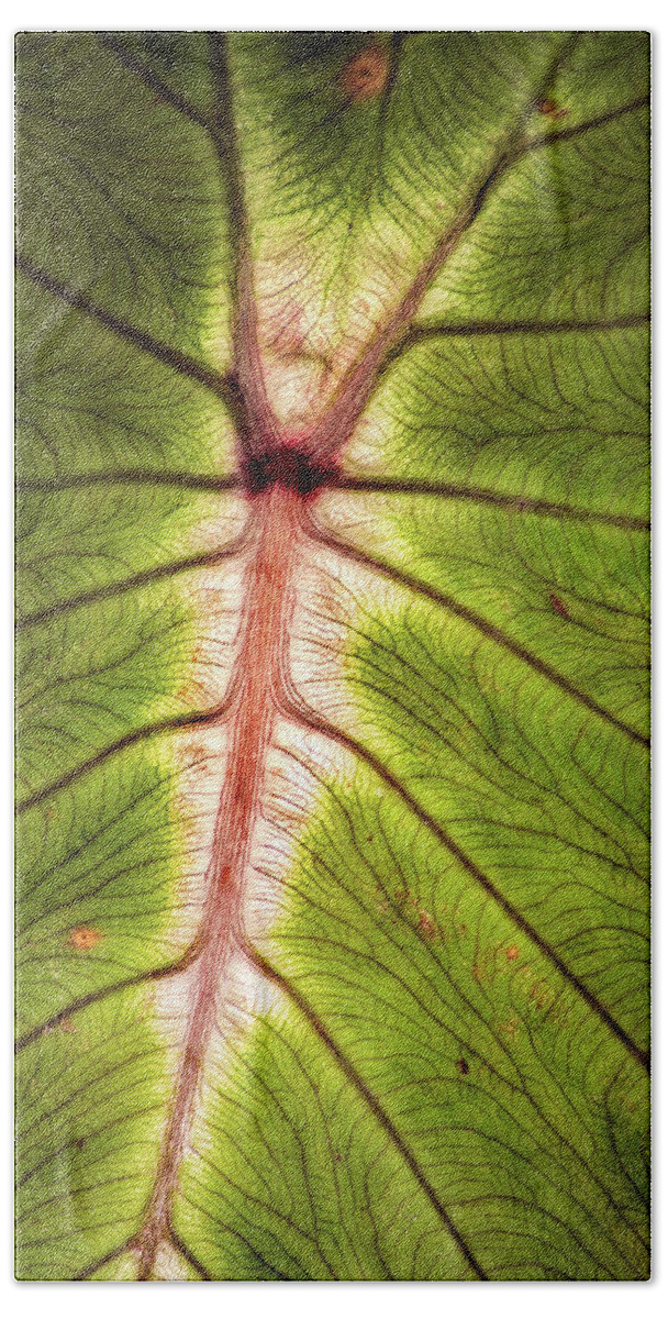 Leaf Hand Towel featuring the photograph Leaf with Veins by Don Johnson