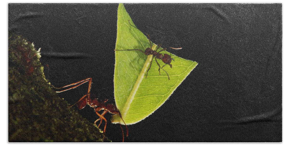 Mp Bath Towel featuring the photograph Leafcutter Ant Atta Sp Carrying Leaf by Cyril Ruoso