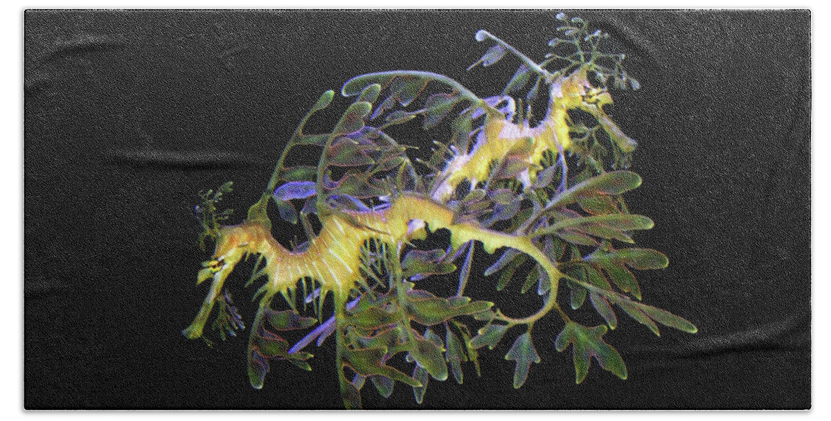Sea Dragons Bath Towel featuring the photograph Leafy Sea Dragons by Anthony Jones