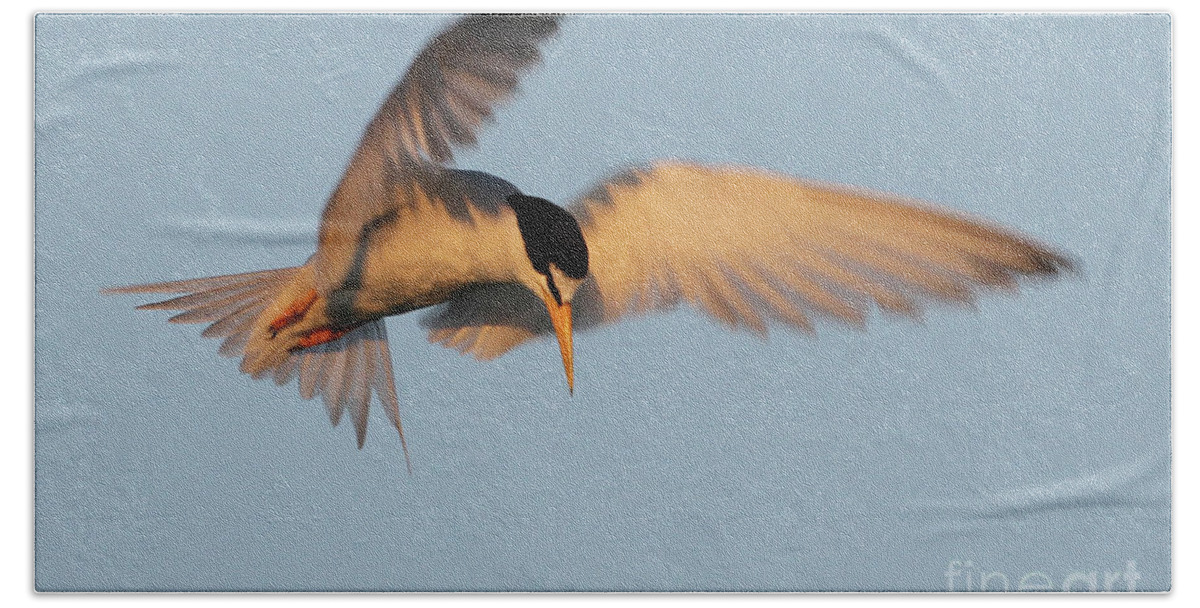 Least Tern Bath Towel featuring the photograph Least Tern Fishing by Meg Rousher