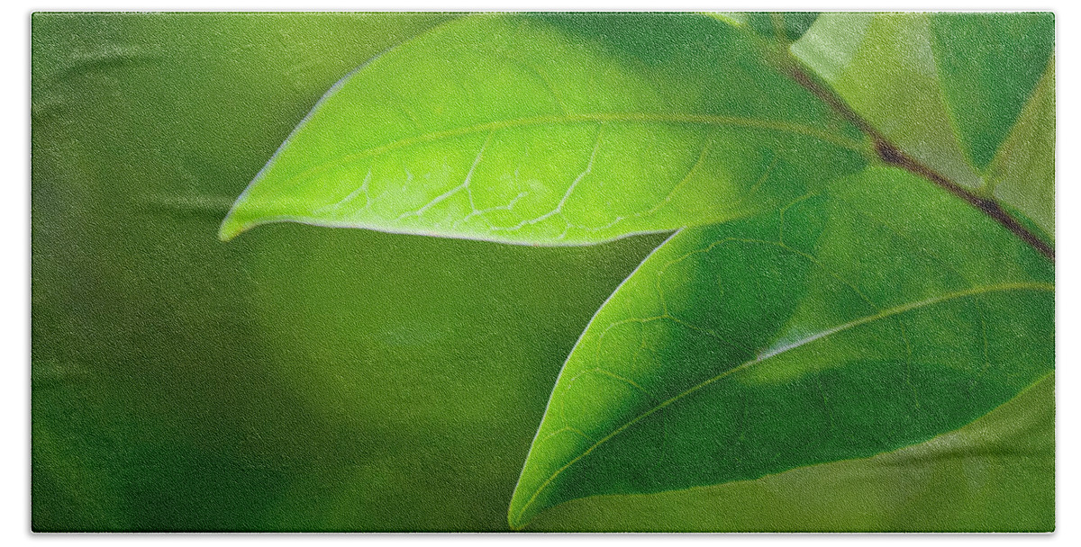 Leaf Hand Towel featuring the photograph Leaves Of Green by Az Jackson
