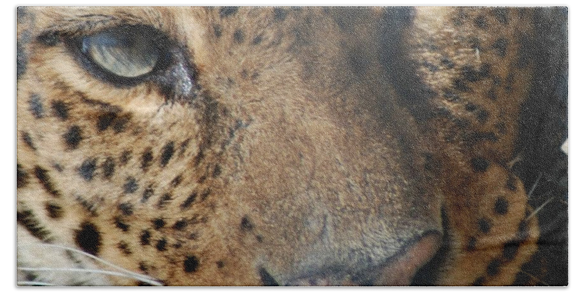 Leopard Bath Towel featuring the photograph Leopard Face by Richard Bryce and Family