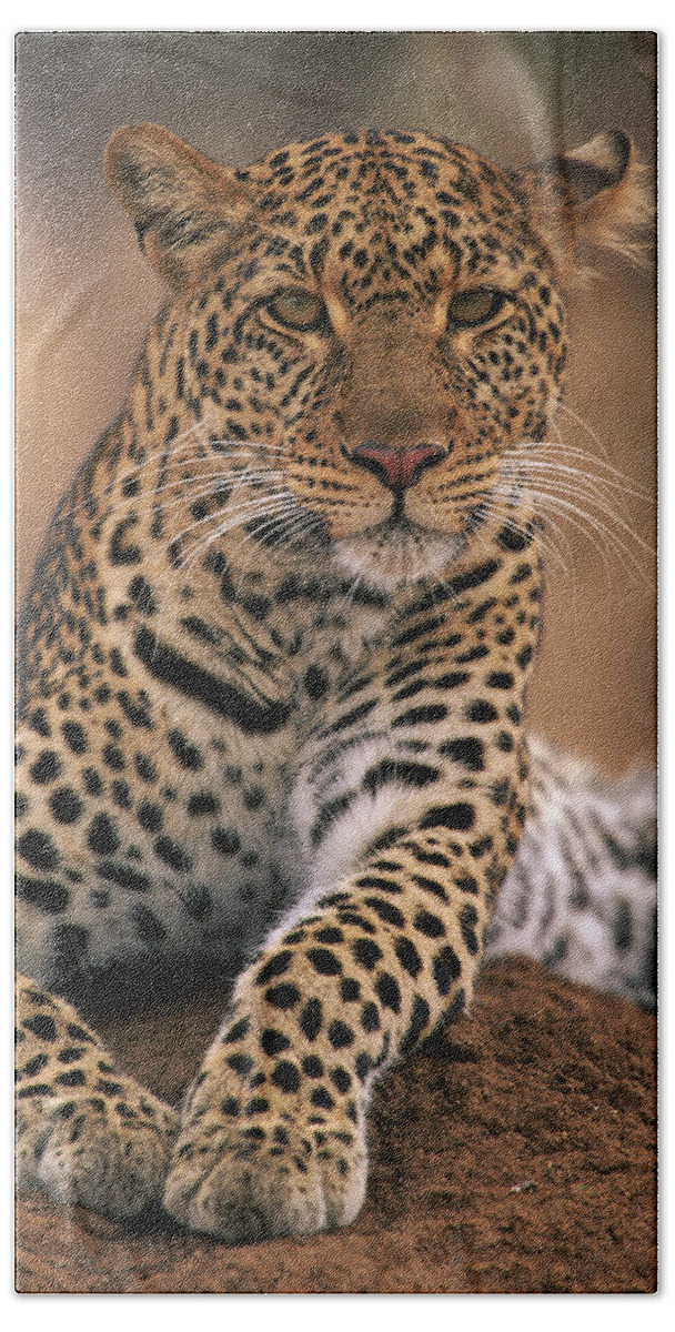 Npl Bath Towel featuring the photograph Leopard Panthera Pardus, Masai Mara by Anup Shah