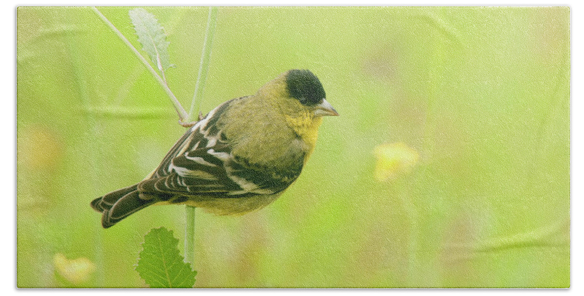 Spring Migration Hand Towel featuring the photograph Lesser Goldfinch by Ram Vasudev