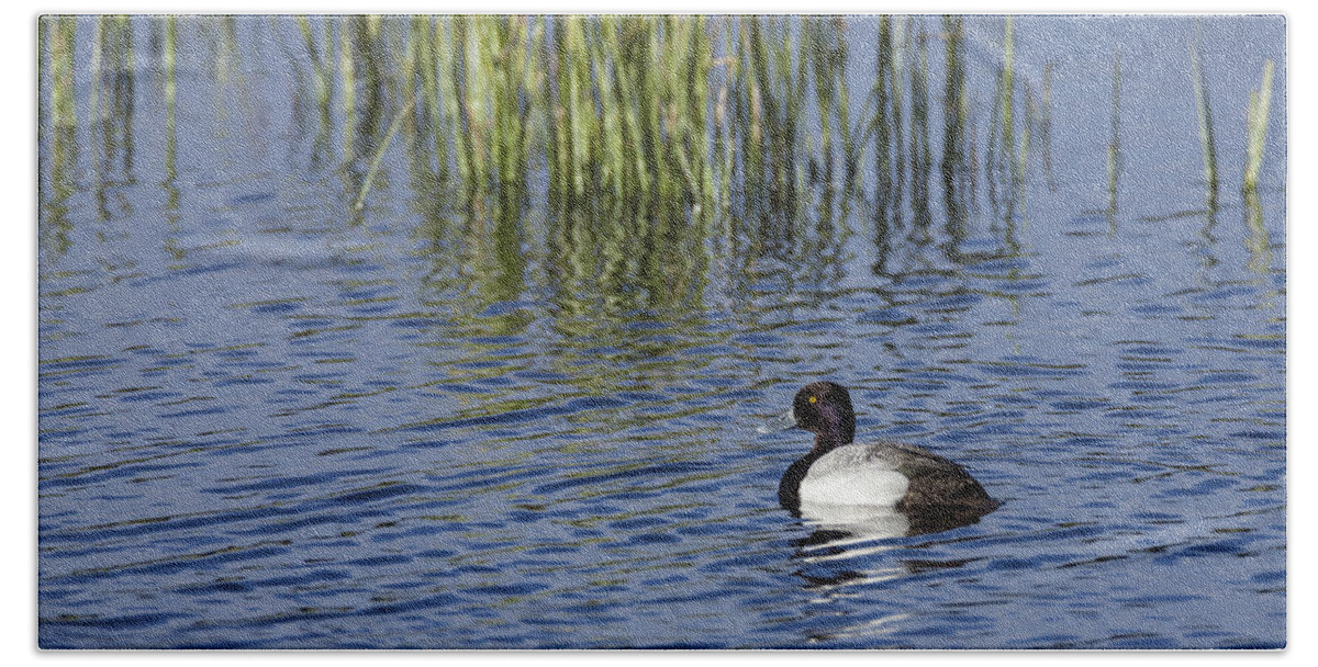 Lesser Hand Towel featuring the photograph Lesser Scaup adult male by David Watkins