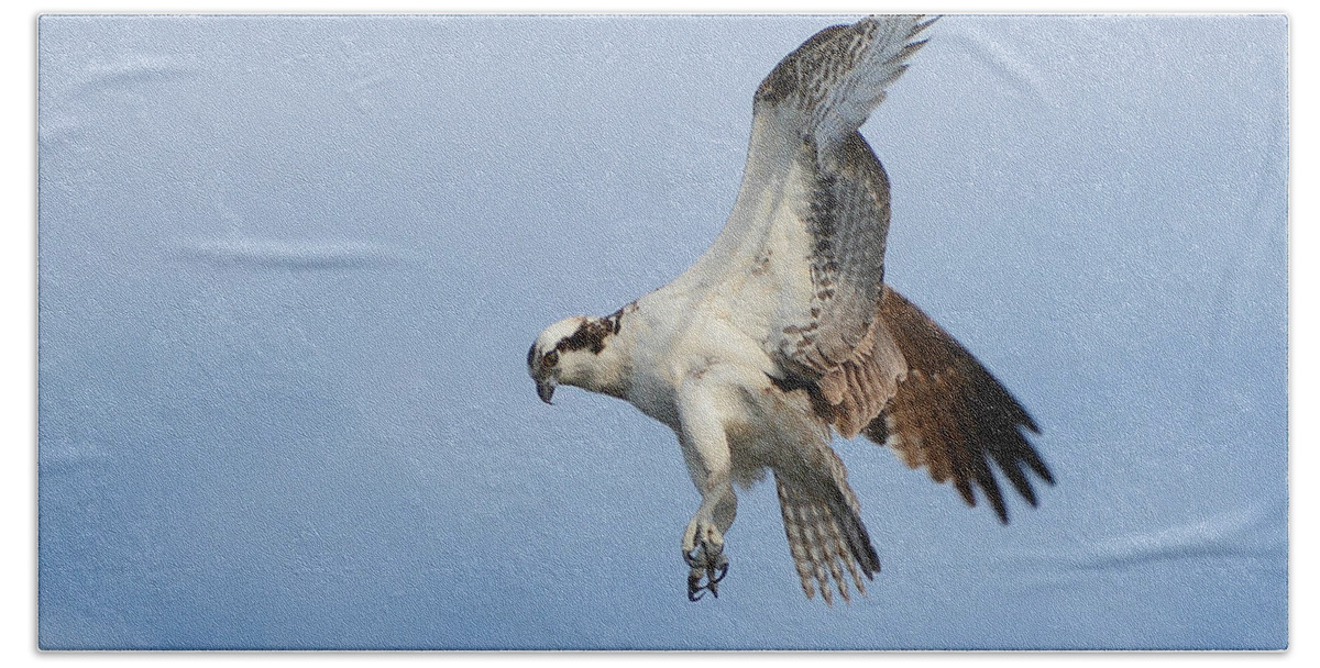 Osprey Raptor Hand Towel featuring the photograph Lethal Weapon by Fraida Gutovich