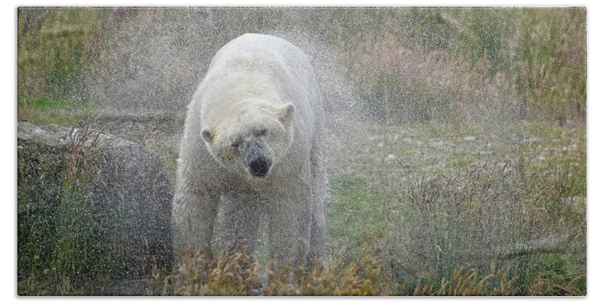 Polar Bear Hand Towel featuring the photograph Lets Twist Again by Kuni Photography