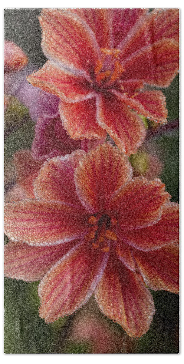 Astoria Bath Towel featuring the photograph Lewisia and Dew by Robert Potts