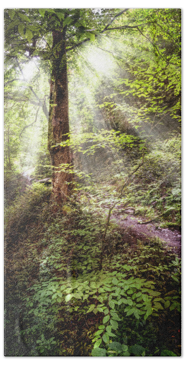 Appalachia Bath Towel featuring the photograph Light along the Trail by Debra and Dave Vanderlaan