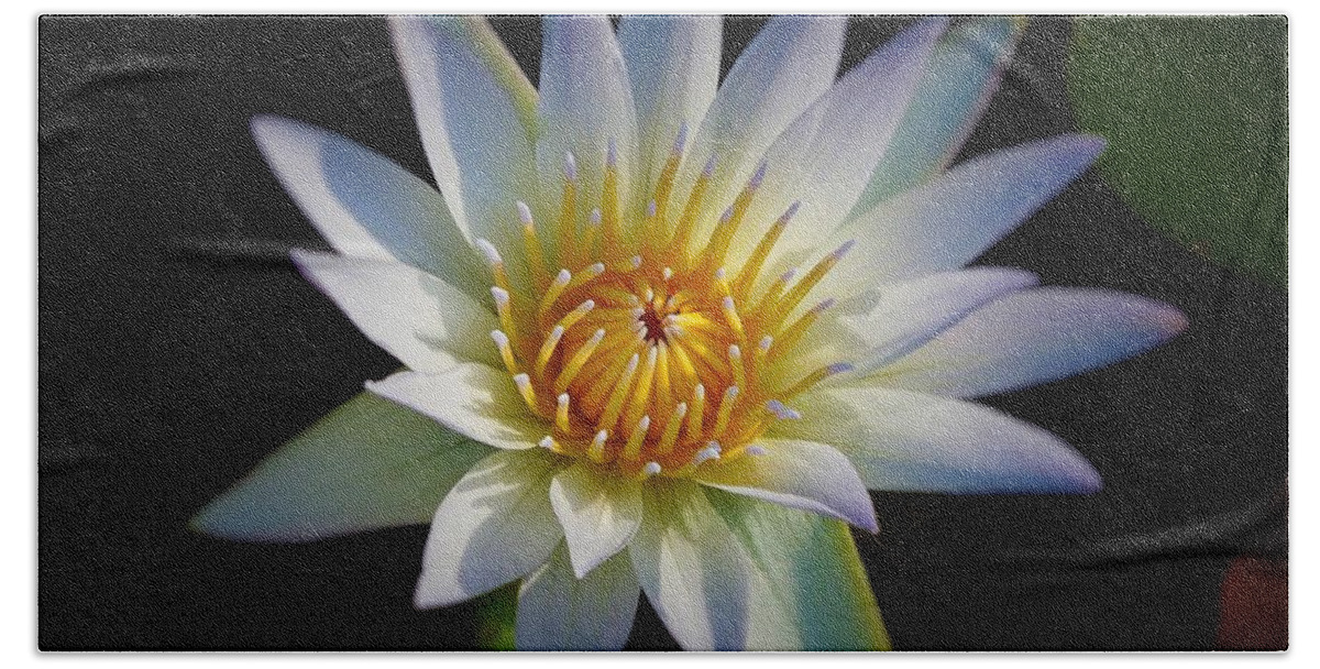 Blue Bath Towel featuring the photograph Light Blue Water Lily by Chad and Stacey Hall