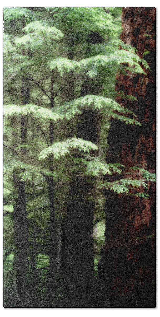 Trees Hand Towel featuring the photograph Light on Trees by David Chasey
