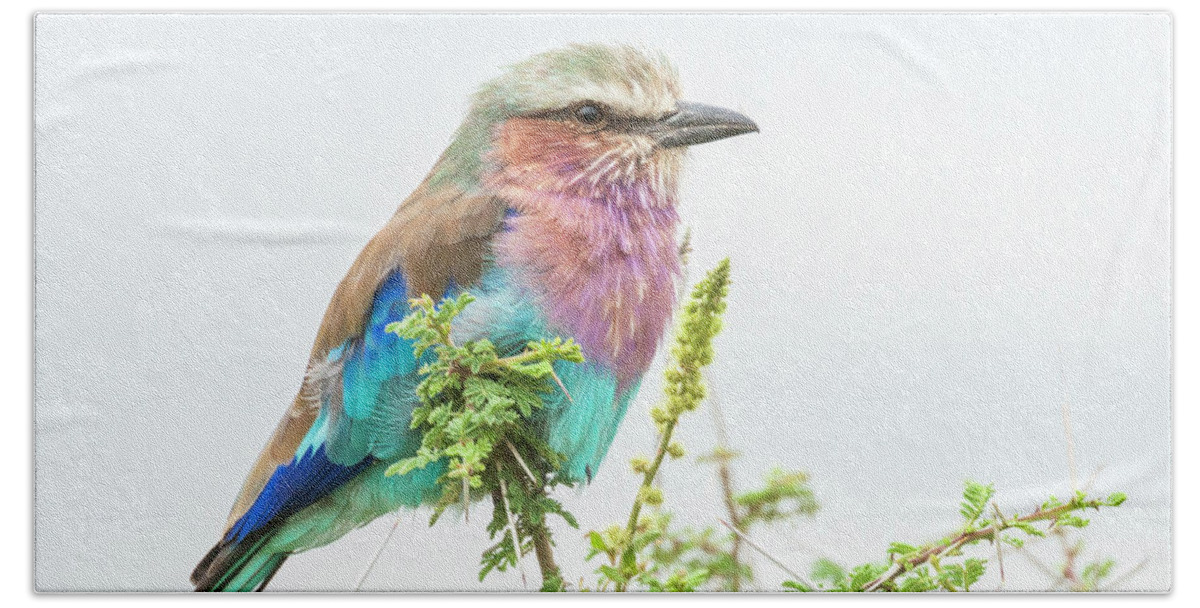 Africa Hand Towel featuring the photograph Lilac breasted roller. by Usha Peddamatham