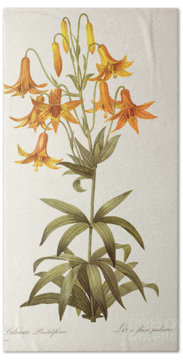 Plant Hand Towel featuring the painting Lilium Penduliflorum by Pierre Joseph Redoute