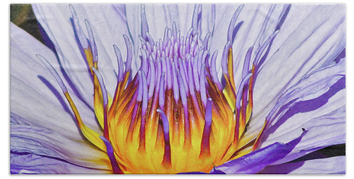 Flower Hand Towel featuring the photograph Lily on Fire by Joe Kopp