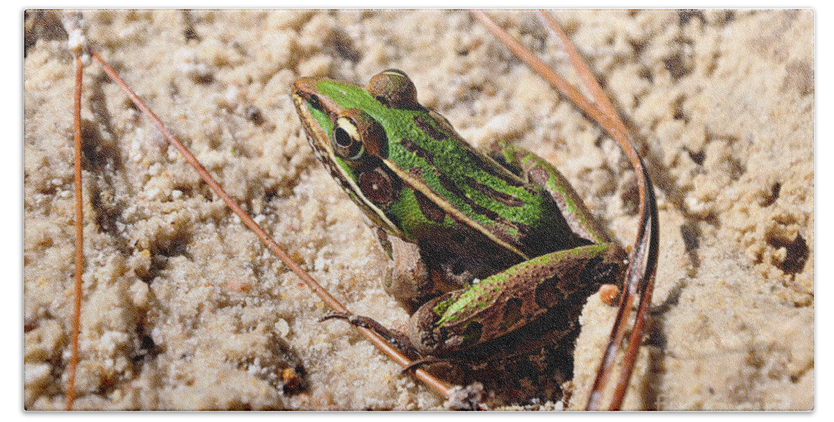 Leopard Frog Hand Towel featuring the photograph Lime-like by Al Powell Photography USA