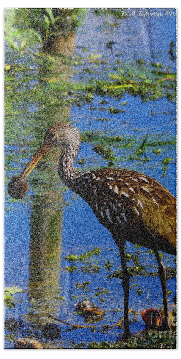 Limpkin Hand Towel featuring the photograph Limpkin with an Apple Snail by Barbara Bowen