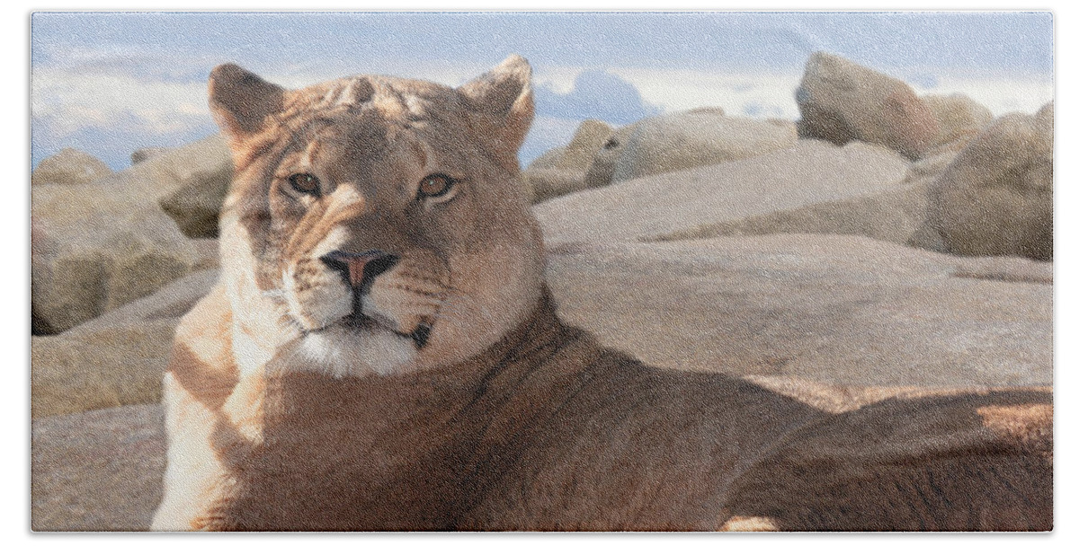 Female Bath Towel featuring the photograph Lion by Michele A Loftus