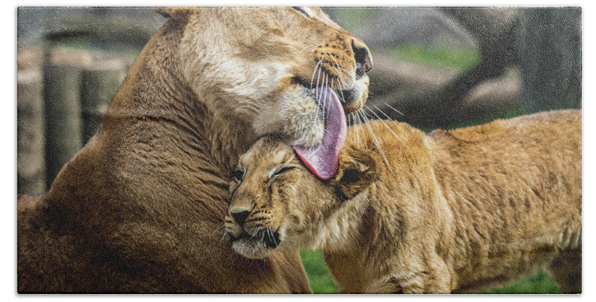 Baby Hand Towel featuring the photograph Lion Mother Licking Her Cub by Ron Pate