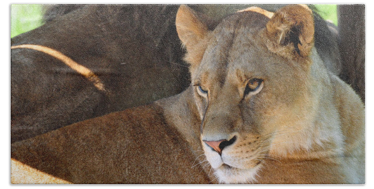 Lion Bath Towel featuring the photograph Lioness 3 by Glenn Gordon