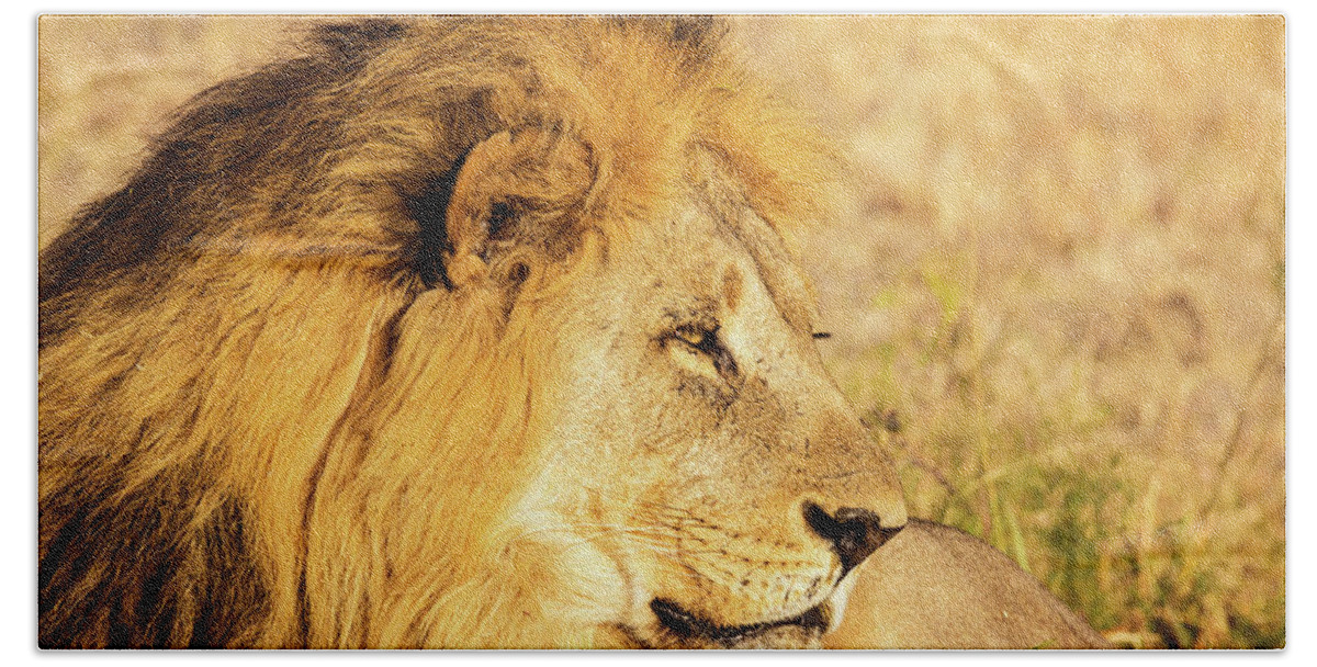 Lion Hand Towel featuring the photograph Lions Head by Matt Cohen