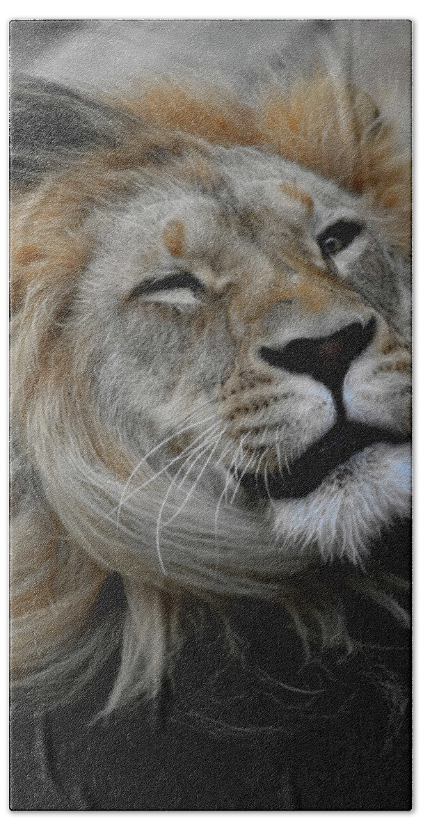 Lion Hand Towel featuring the photograph Lions Mane by Steve McKinzie
