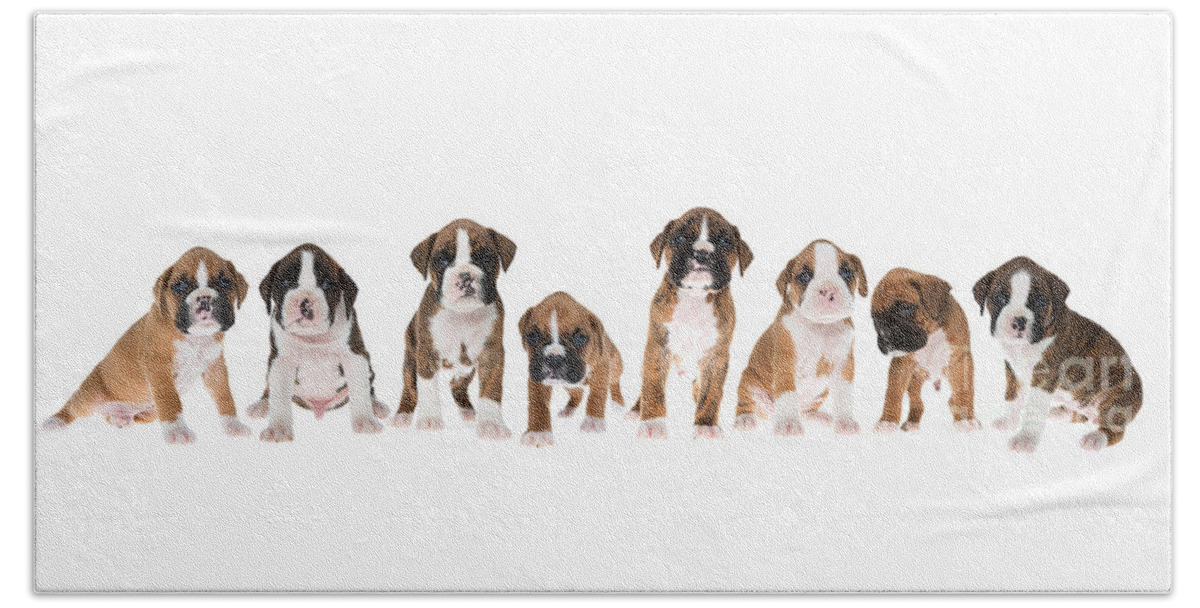Puppies Bath Towel featuring the photograph Litter of Boxer Puppies by Diane Diederich