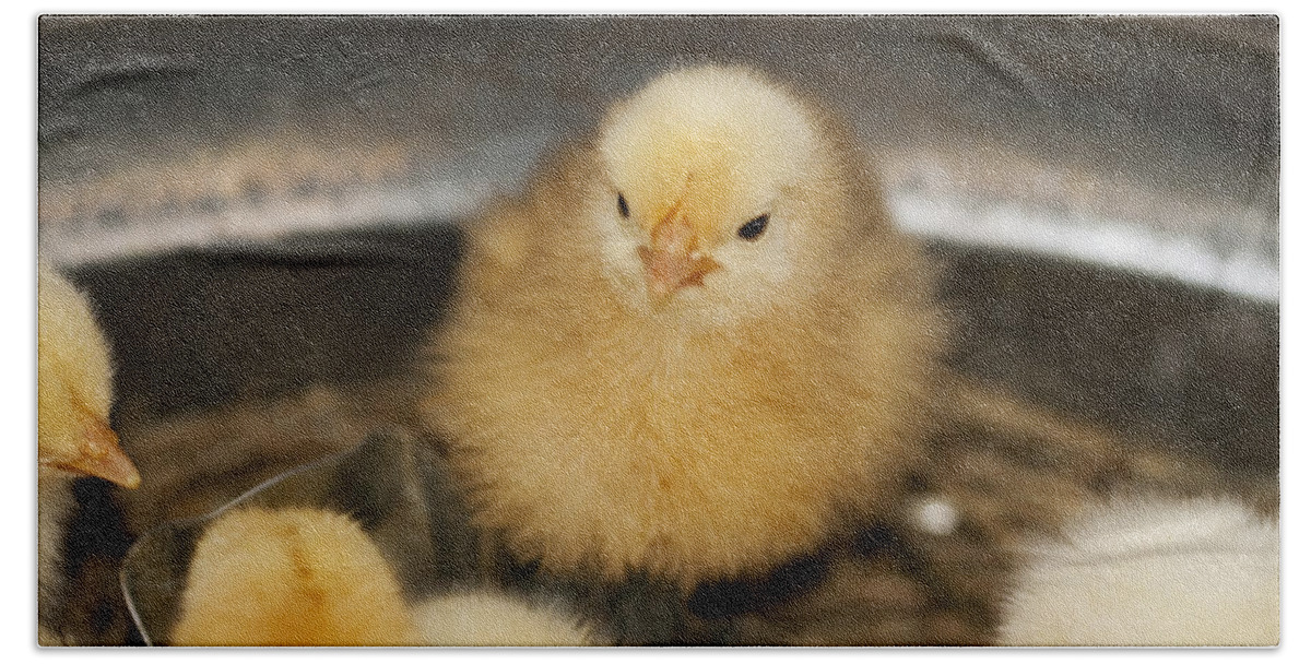 Chick Bath Towel featuring the photograph Little Baby Peep by Kathy Clark