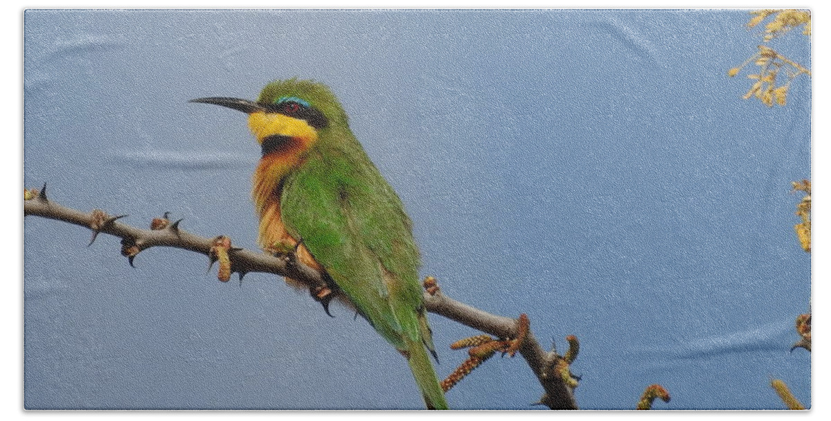 Bird Bath Towel featuring the photograph Little Bee-Eater by Betty-Anne McDonald