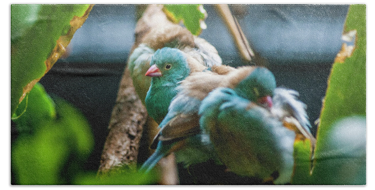 Bird Hand Towel featuring the photograph Little Birds by Daniel Murphy