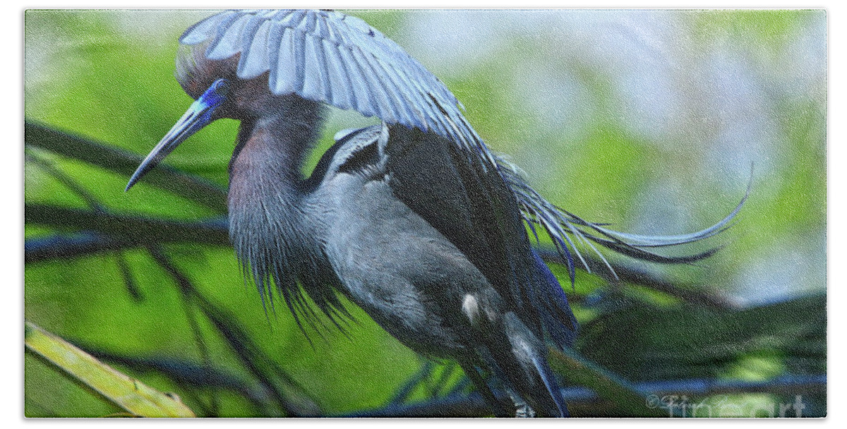 Heron Hand Towel featuring the photograph Little Blue Heron Alligator Farm by Deborah Benoit