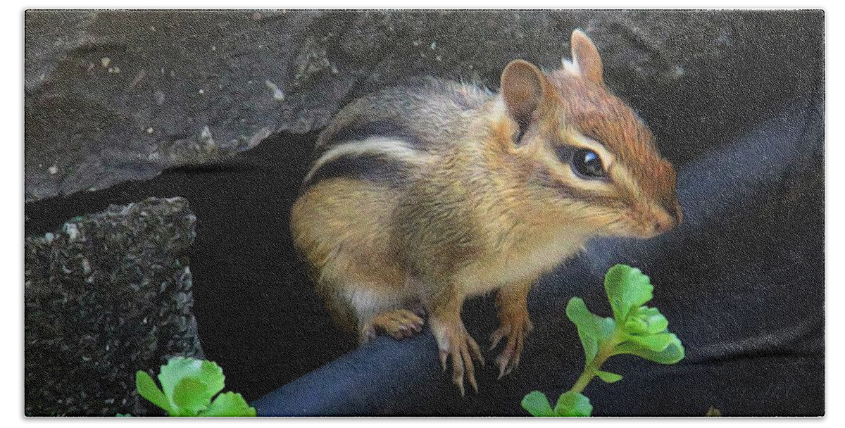 Nature Bath Towel featuring the photograph Little Chipmunk by Yvonne Wright