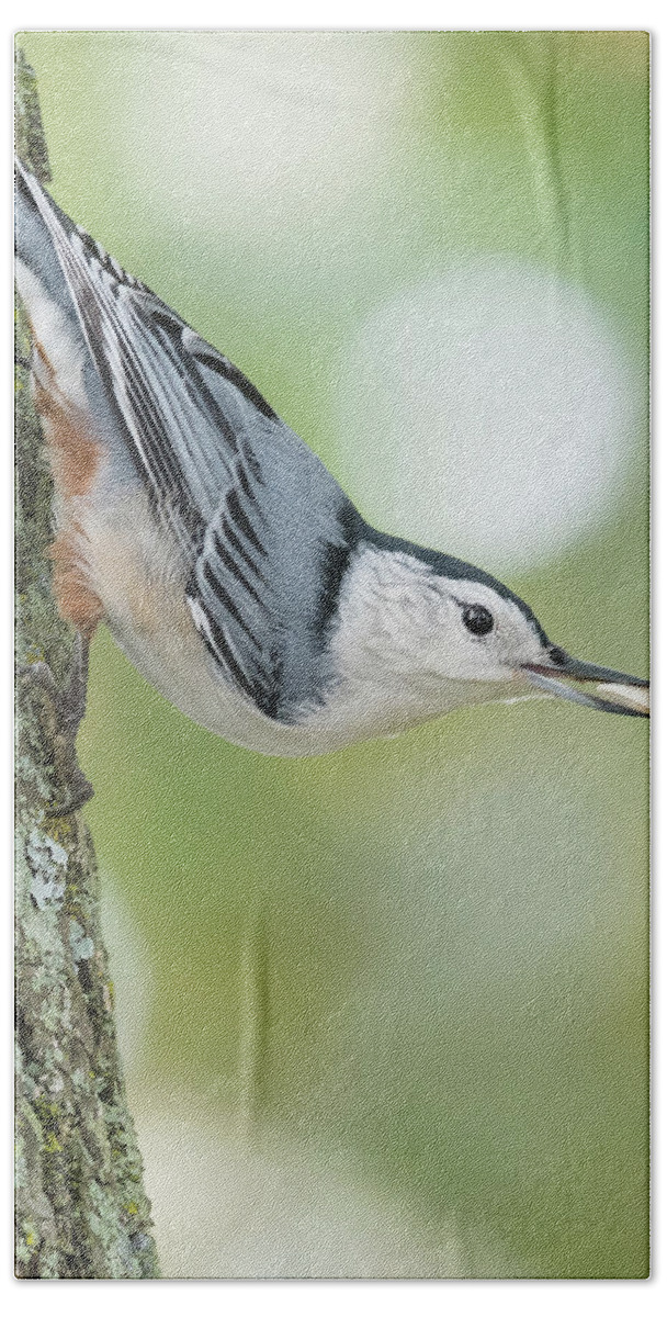 Nuthatch Bath Towel featuring the photograph Little nutty bokeh by Ian Sempowski