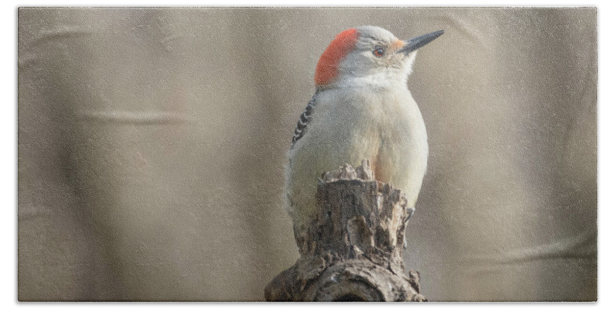 Woodpecker Bath Towel featuring the photograph Little Red-Bellied Woodpecker img 4 by Bruce Pritchett