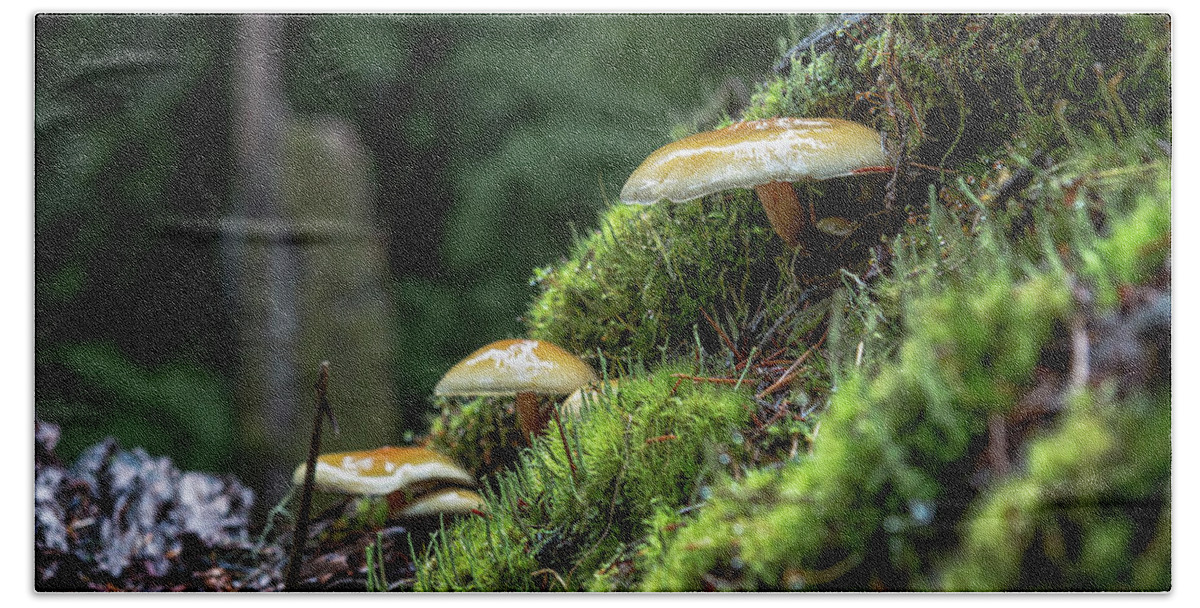 Mushroom Bath Towel featuring the photograph Little Things in a Big Forest by Belinda Greb