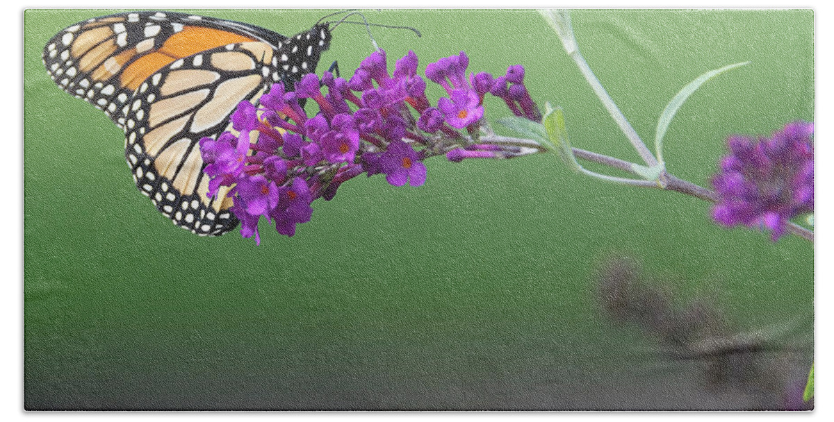 Butterfly Bath Towel featuring the photograph Little Wing by Angelo Marcialis