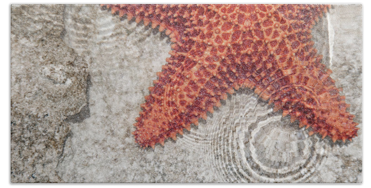 Starfish Hand Towel featuring the photograph Live Starfish Natural Habitat by Betsy Knapp