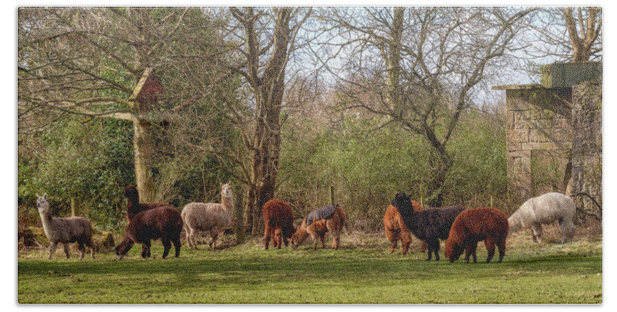 Llamas Bath Towel featuring the photograph Alpacas in Scotland by Jeremy Lavender Photography