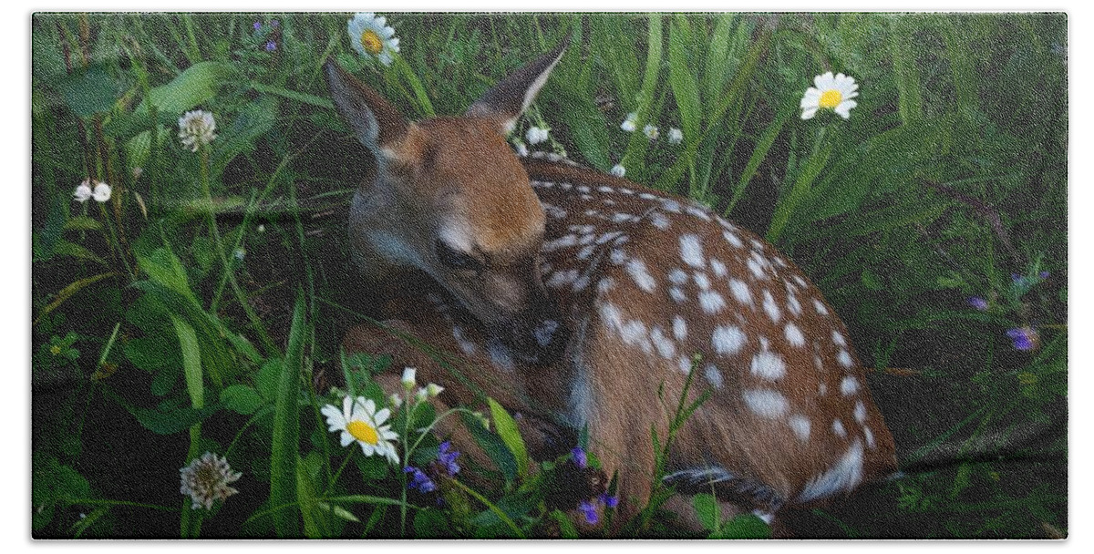 Deer Bath Towel featuring the photograph Lochem Resting by Bill Stephens