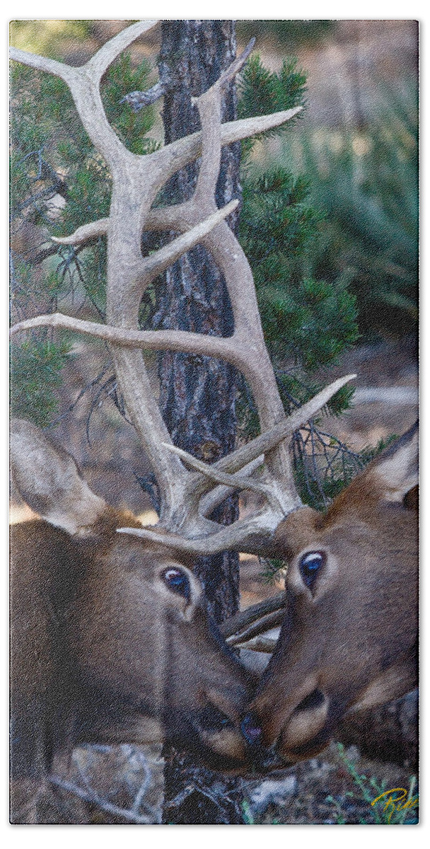 Animals Bath Towel featuring the photograph Locking Horns - well Antlers by Rikk Flohr