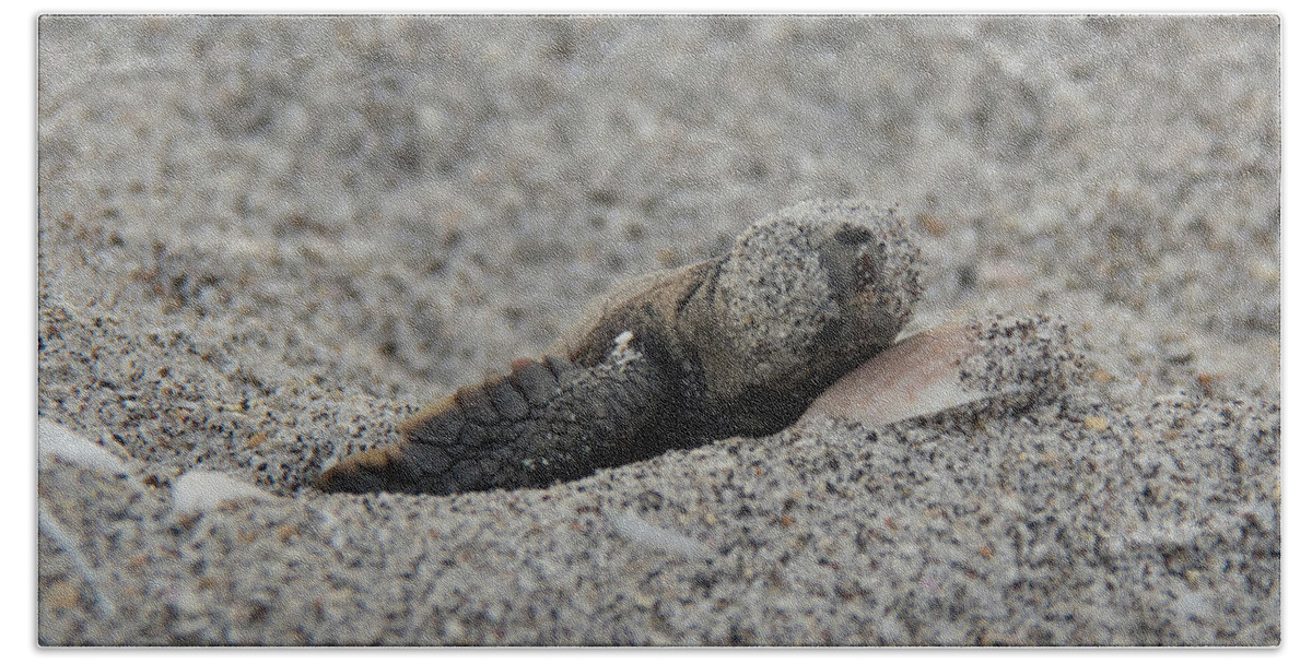 Turtle Hand Towel featuring the photograph Baby Loggerhead Hatchling by John Black