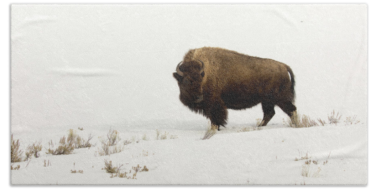Adult Hand Towel featuring the photograph Lone bison or buffalo in snowy field in Yellowstone National Par by Karen Foley