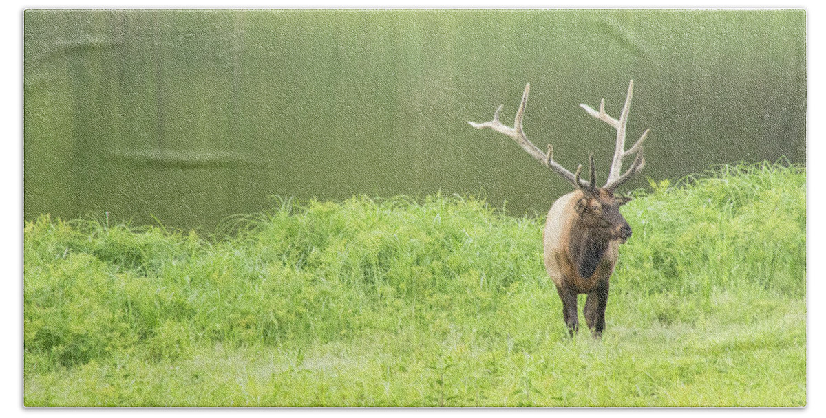 Elk Bath Towel featuring the photograph Lone Elk by Holly Ross