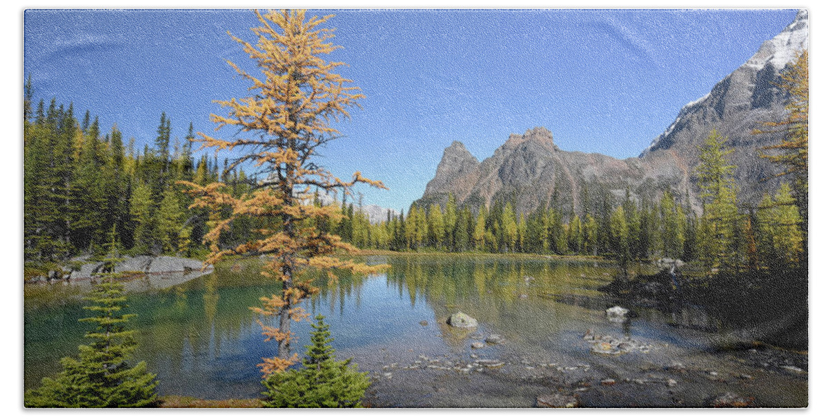 Lake O�hara Bath Towel featuring the photograph Lone Larch by Angelito De Jesus