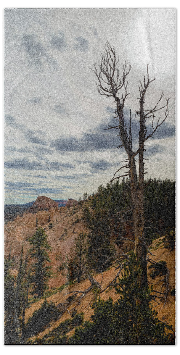 Tree Hand Towel featuring the photograph Lone Tree in Bryce Canyon by Kathleen Scanlan