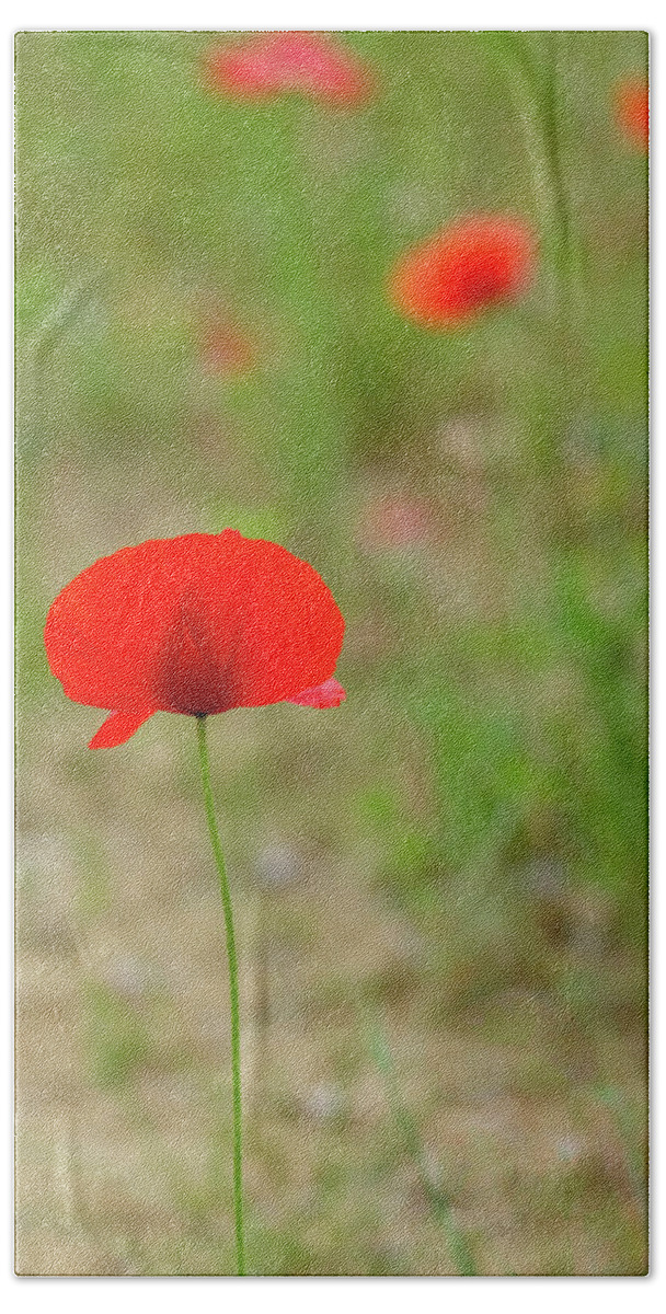 Cortona Bath Towel featuring the photograph Lonely Poppy by Georgette Grossman