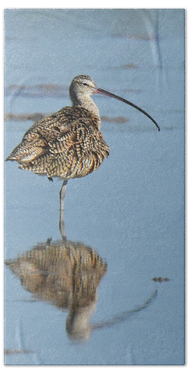 Birds Bath Towel featuring the photograph Long-billed Curlew by Alan Lenk