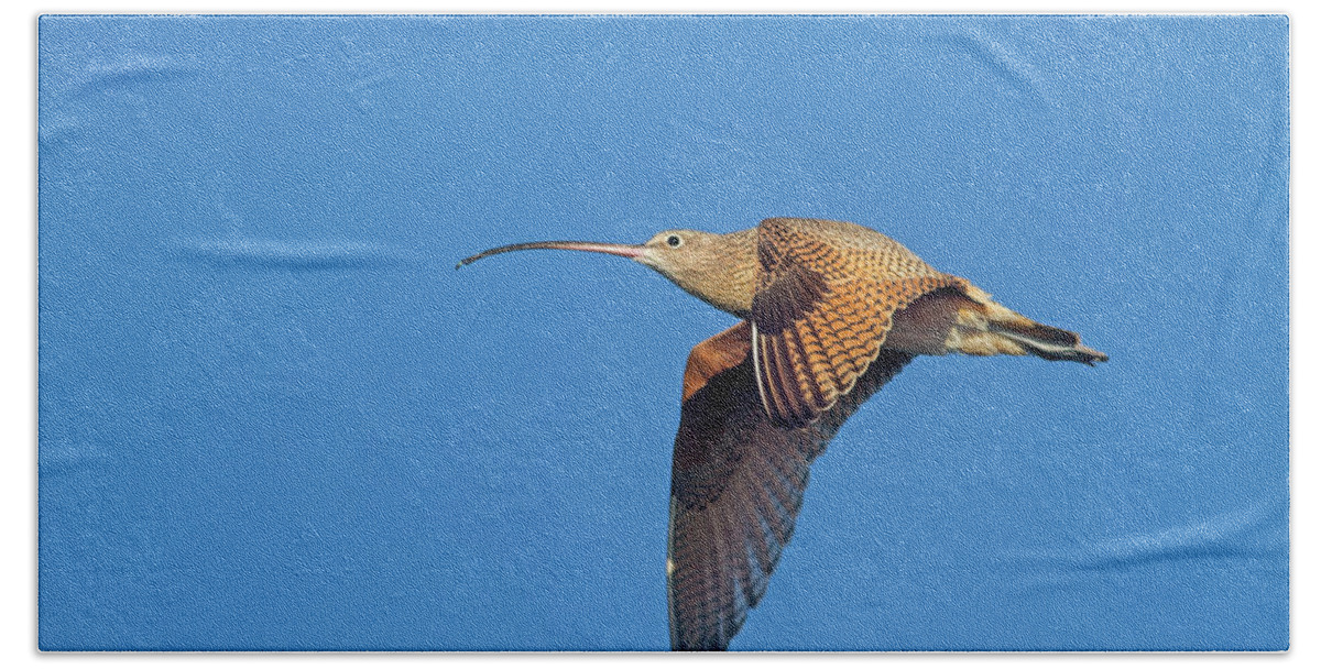 Long-billed Curley Bath Towel featuring the photograph Long-billed Curlew in Flight by Mark Miller